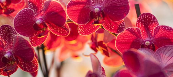 Foire aux orchidées