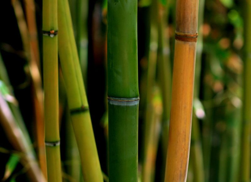 Fibre de bambou